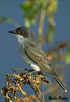 Kingbird