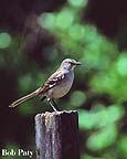 Mockingbird on a post.