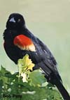 RedWingBlackbird