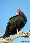 TurkeyVulture