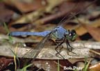 BlueDragonFly