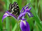 ButterflyOnBlueflag