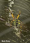 GoldenOrbSpider