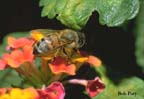 HoneyBee