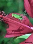 Katydid-Hybiscus