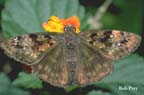 Moth