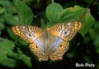 PeacockButterfly