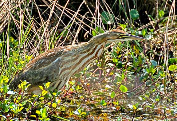 AmericanBittern