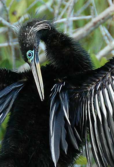 Anhinga