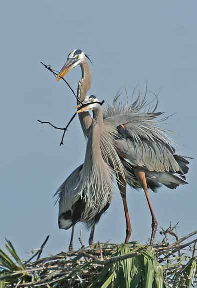 BlueHerons-1