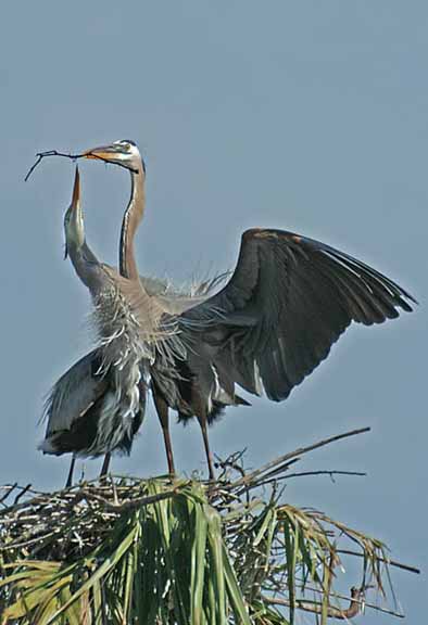 BlueHerons-2