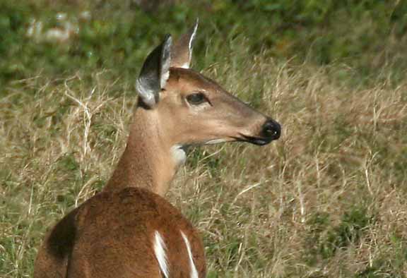 Deer-VieraPond
