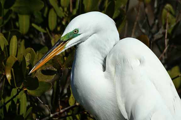 GreatEgret-BreedingColors