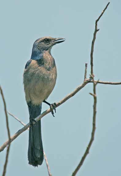 JuvScrubJay