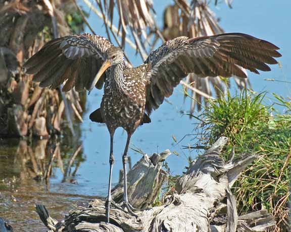 Limpkin-VieraPonds
