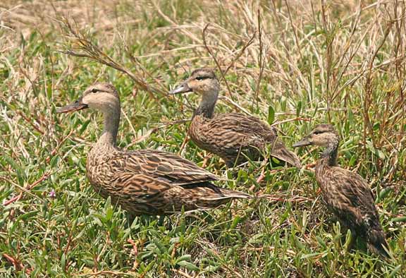Mama-JuvMottled Ducks-3