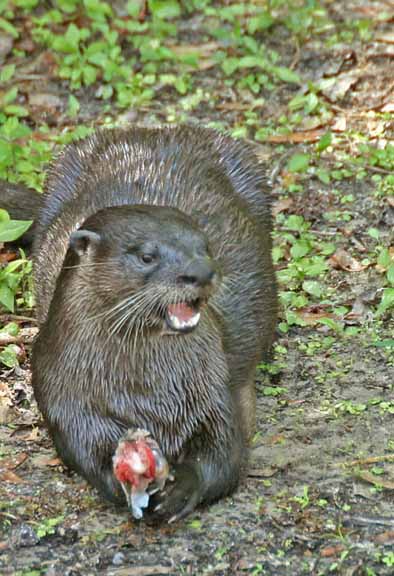 OtterWithFish