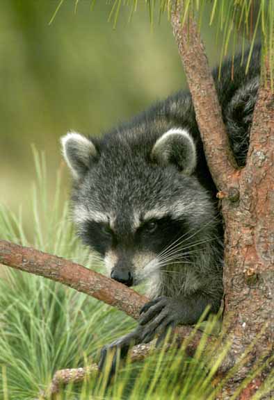Racoon