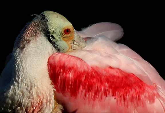 RoseateSpoonbill-1