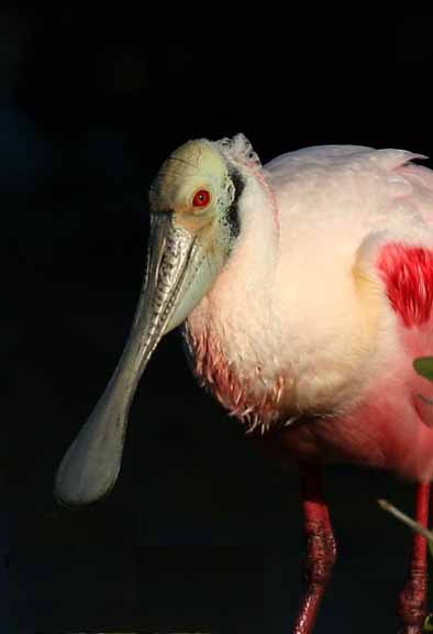 RoseateSpoonbill-2