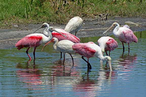 RoseateSpoonbills
