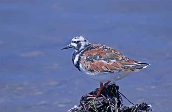 RuddyTurnstone