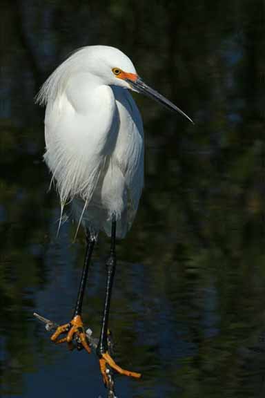 SnowyEgret-BreedingColors