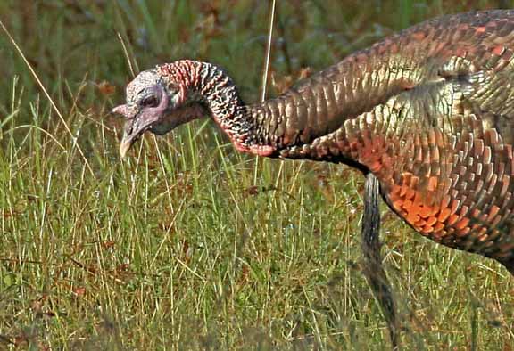 WildTurkey