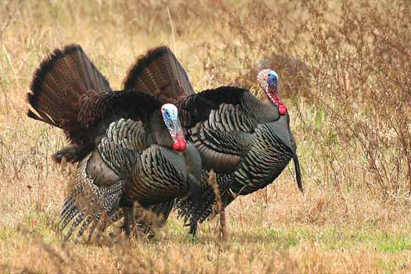 WildTurkeysInDisplay