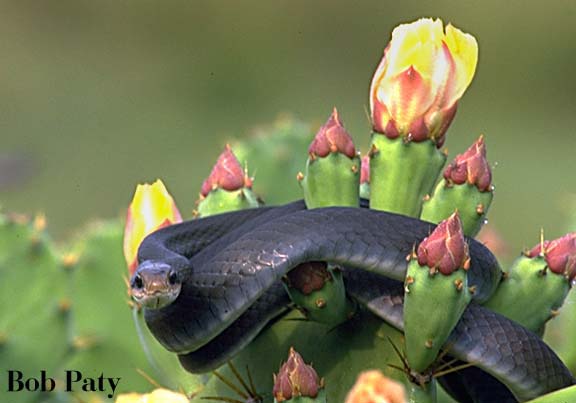 Blacksnake-Cactus