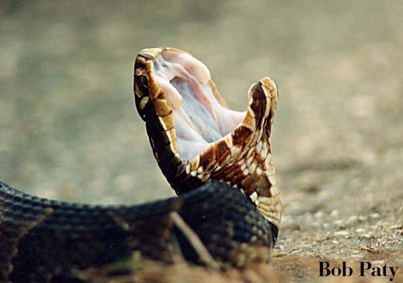 Cottonmouth