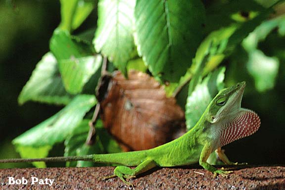 GreenAnole