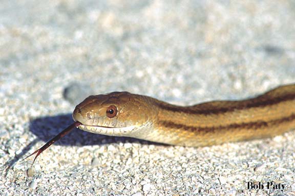 RatSnake