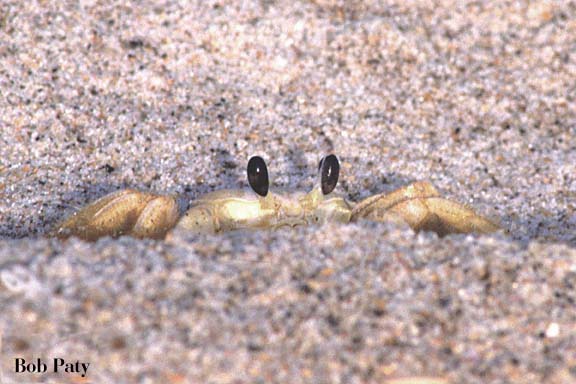 SandCrab