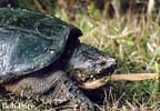 SnappingTurtle