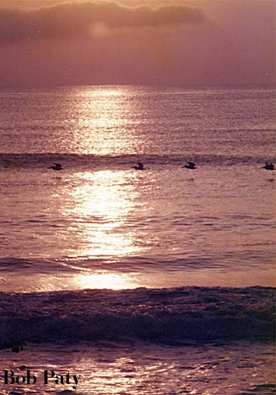 BeachScene-Pelicans