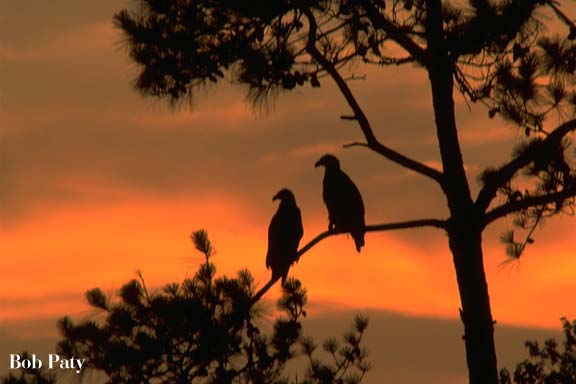 EaglesAtSunset