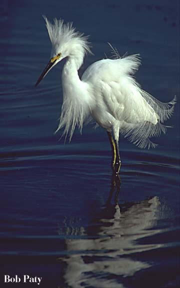 EgretInDisplay-Snowy