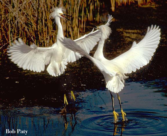 EgretsDancing