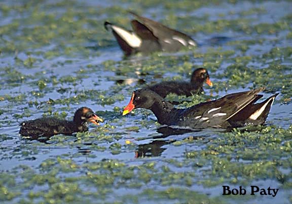 Gallinule-Common