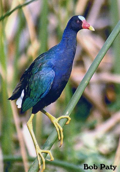 Gallinule-Purpule