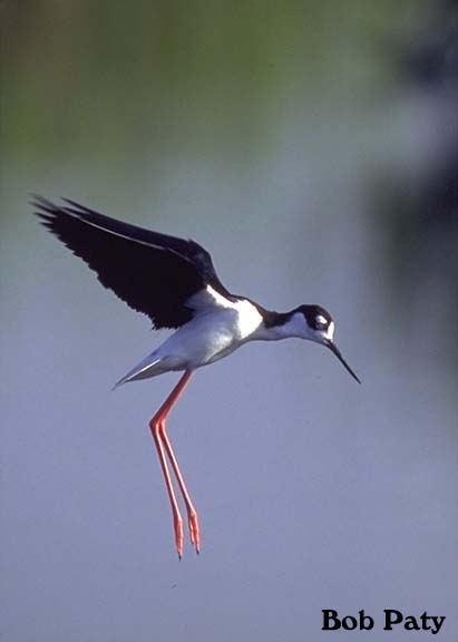 Stilt-BlackNecked-Hovering