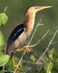 Bittern-Least