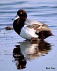 Duck-Scaup