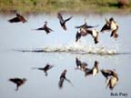 Ducks-Mottled2