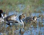 Ducks-Pintail