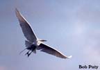 Egret-Great-Flight