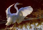 Egret-Great