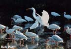 Egret-Ibis