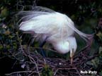 Egret-Nest